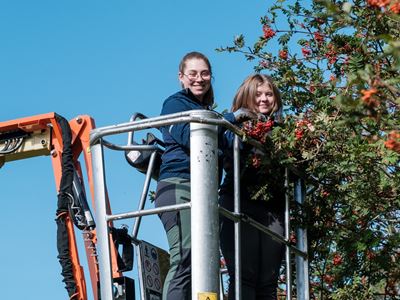 Jenter som plukker rognebær